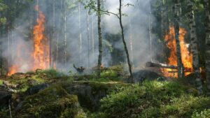 mujer-fallece-en-incendio-forestal-cerca-de-atenas