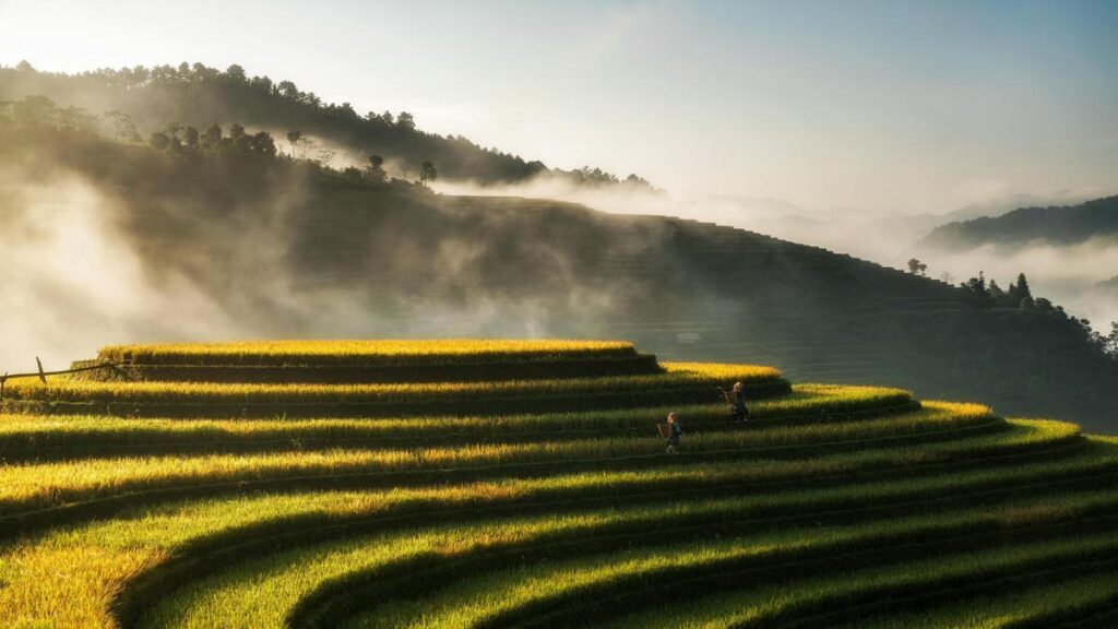 las-principales-acciones-agricolas-a-seguir-en-las-elecciones-y-como-invertir-en-ellas