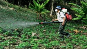 familia-peruana-transforma-tierras-de-arroz-en-granjas-para-criar-paiches-y-combatir-la-deforestacio